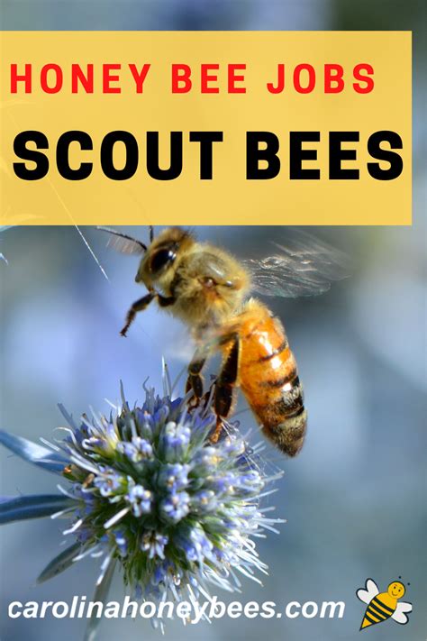 Scout Bees Scouting Behavior In Swarming Bees Bee Honey Bee Facts