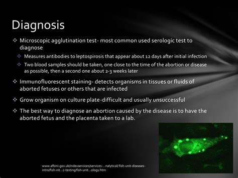 PPT - Leptospirosis in Cattle PowerPoint Presentation, free download ...