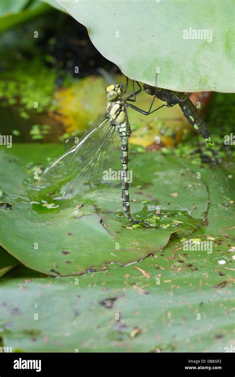 Emperor dragonfly larvae High Resolution Stock Photography and Images ...