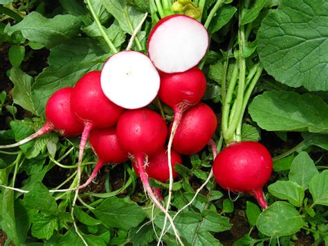 Rudolf | Corona Seeds, Inc.