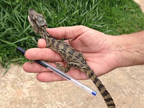 G1 FIlhote de jacaré é encontrado dentro de casa no Distrito Federal