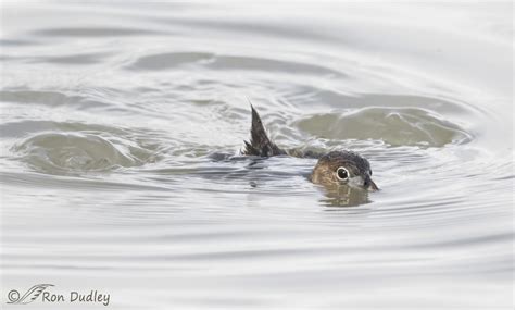 “Gradual Diving” Pied-billed Grebe – Feathered Photography