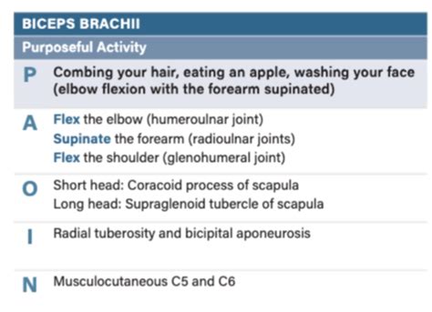 Masculature Movement Of The Elbow Forearm Wrist Hand Flashcards