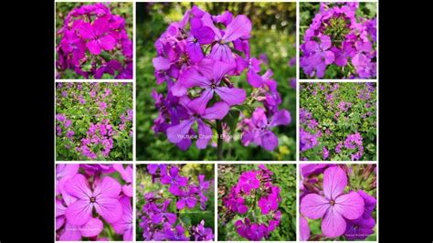 Engel Wundersch Ne Nachtviole Hesperis Matronalis