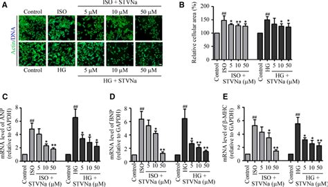 Isosteviol Sodium STVNa Protected H9c2 Cells Against HG And