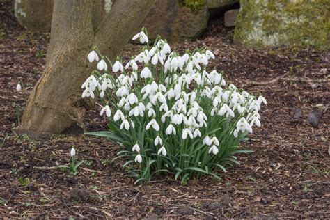 Galanthus S Arnott Galanthus Arnotts Seedling Galanthus Sam