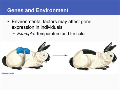 Regulation Of Gene Expression In Eukaryotic Presentation