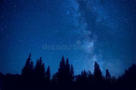 Paisagem Da Floresta Da Noite Estrelas Foto De Stock Imagem De