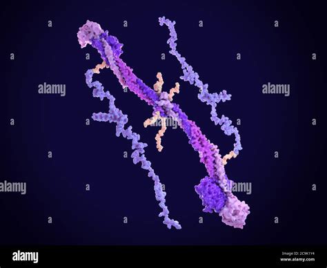 Molecular Model Showing The Structure Of The Blood Clotting