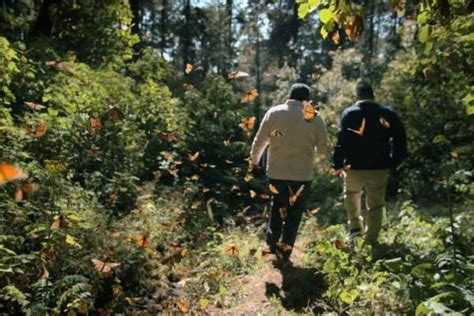 Razones Para Ver El Guardi N De Las Monarcas Documental Sobre La