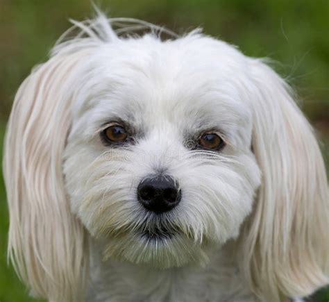 3.5-Years-Old Male Yorkie Maltese Mix Head Shot Stock Image - Image of ...