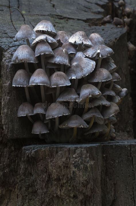 Mycena Sp Mushrooms Stock Image Image Of Wood Brown 103005495