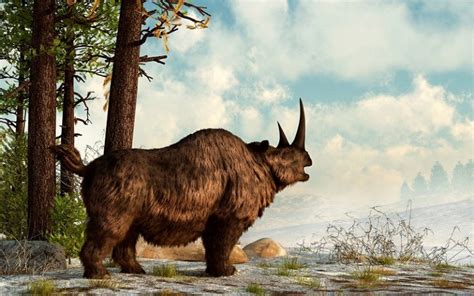 Woolly rhino Facts, Habitat, Pictures and Range