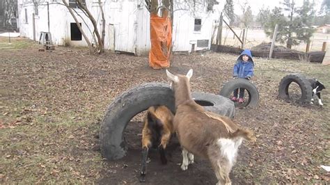 Goats And Tires Again Youtube