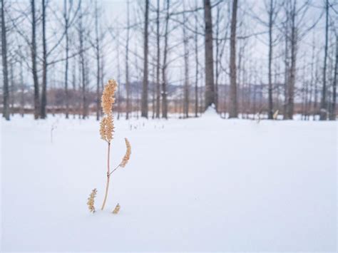 Close Up De Rvores Desnudas Congeladas Em Um Campo De Neve Foto Premium