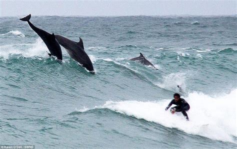 Pod Of Dolphins Stun Surfers When They Pop Up Behind Them In Cornwall