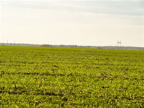 Green Shoots of Winter Crops on a Farm Field Stock Photo - Image of ...