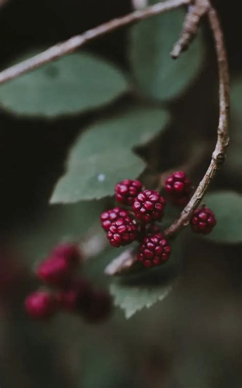 Crianza | Bodegas Luis Alegre 