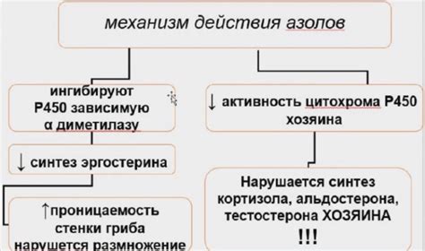 Средства для резорбтивного и местного лечения дерматомикозов. Механизм ...
