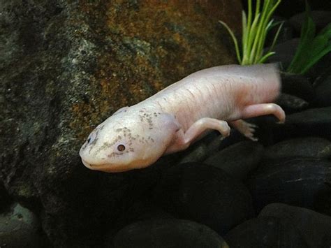 Mexican Axolotl | Animal planet, Animals, Fish pet