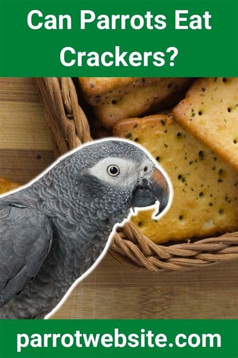 Can Parrots Eat Crackers Answered Parrot Website