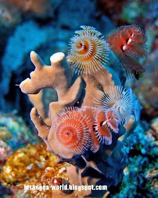 Strange World: Strange sea creatures