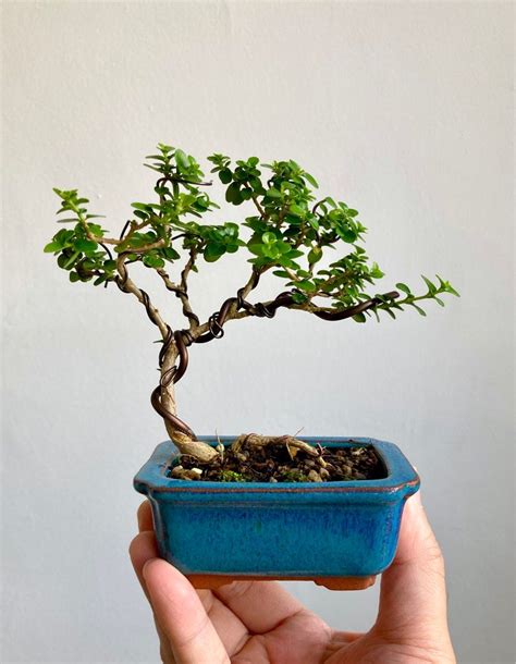 Small Bonsai Premna Microphylla Cascading Windswept Style Furniture