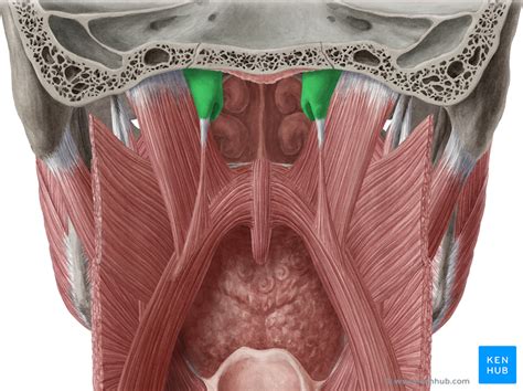 Eustachian Tube - Anatomy, Function & Dysfunction | Kenhub