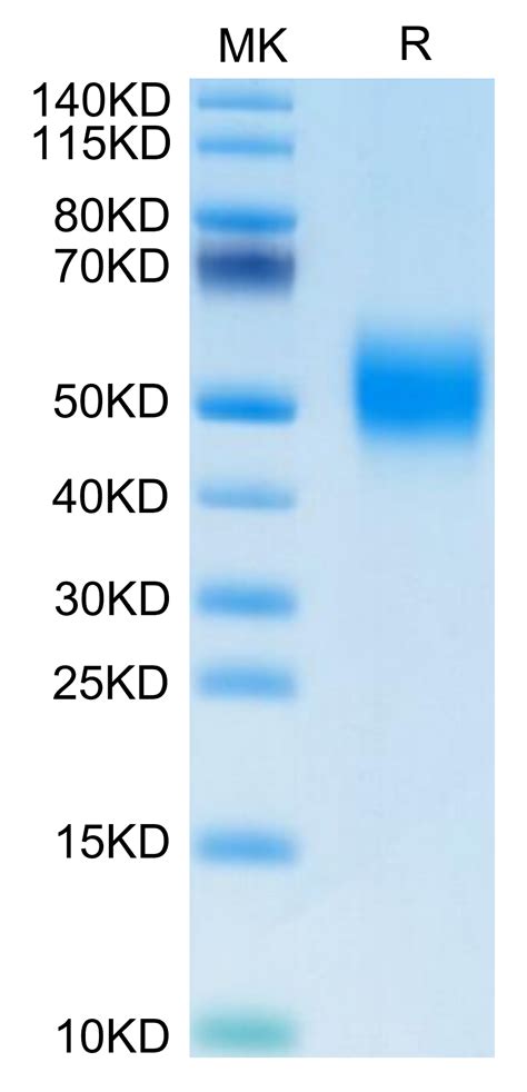 Biotinylated Human Fgfr2 Beta Iiib Protein Fgr Hm4bbb Kactus