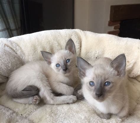 Siamese Cat Breeders In Georgia Kittens Cats For Sale Upgrade | Hot Sex Picture