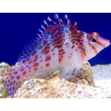 Salty Underground: Falco Hawkfish (Cirrhitichthys aprinus)