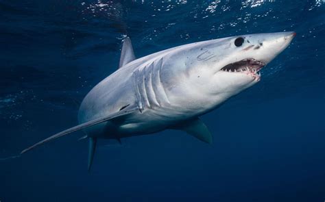 Shark | Attacks, Types, & Facts | Britannica