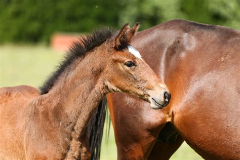 Carrera Vdl X Emilion Vdl Equus Auctions