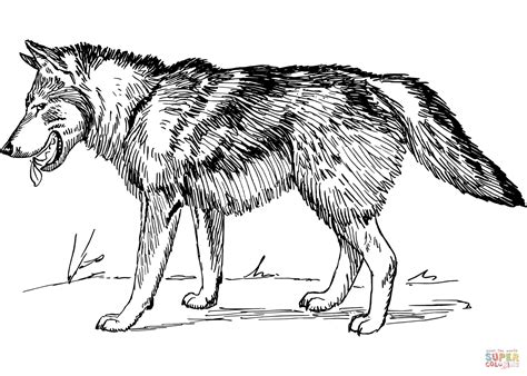 Grey Wolf Pup Coloring Pages