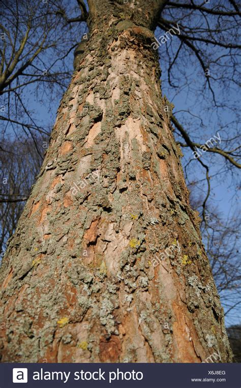 Acer Pseudoplatanus Bark High Resolution Stock Photography And Images