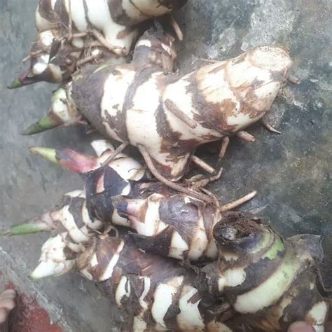 Jual UMBI GANYONG PUTIH 1kg SEGAR Shopee Indonesia