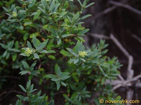 Image Collection Of Wild Vascular Plants Paronychia Canariensis