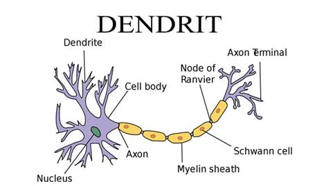 Pengertian Dendrit Fungsi Struktur Dan Sifat Impuls Dendrit