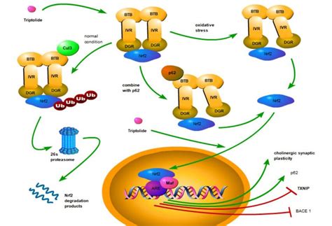 The NF-kB signaling pathway in AD. The NF-kB signaling pathway is ... 