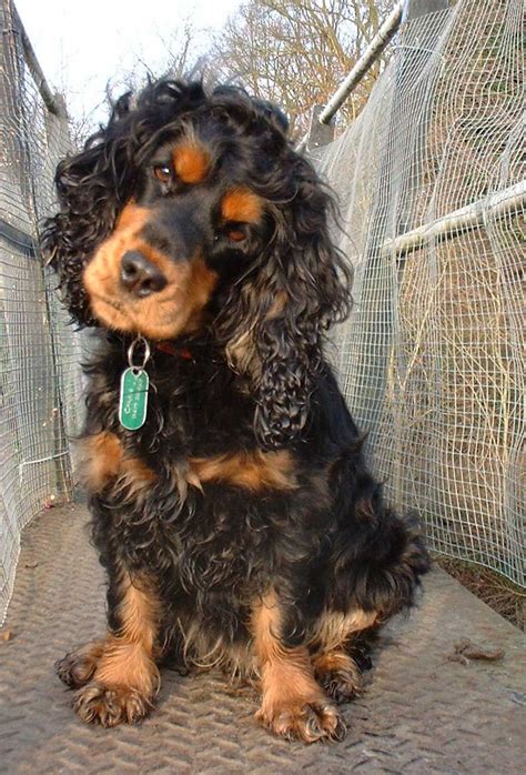 Cocker Spaniel Black And Tan Cocker Spaniel English Cocker Spaniel