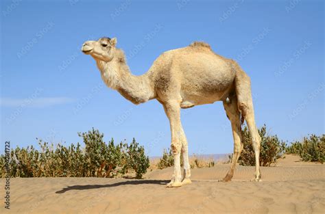 White camel Stock Photo | Adobe Stock