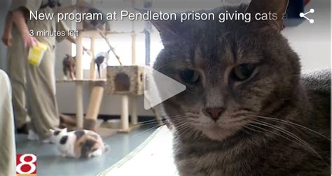 Prison Inmates Create Sanctuary For Cats Cats Inmates And Staff All