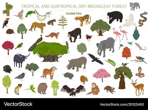 Tropical and subtropical dry broadleaf forest Vector Image