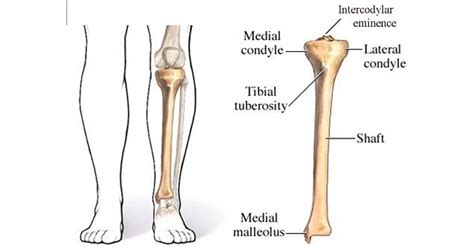 Tibia Bone - www.medicoapps.org