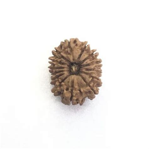 Oval 14 Mukhi Rudraksha Nepal Packaging Type Box Size 2433 At Rs