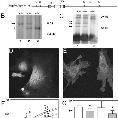 Targeted Disruption Of Murine CIZ Nmp4 Gene And Changes In Body Weight