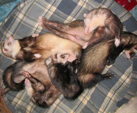 Ferrets Sleeping