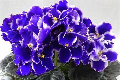 Фиалка Rhapsodie Cora, фото и описание