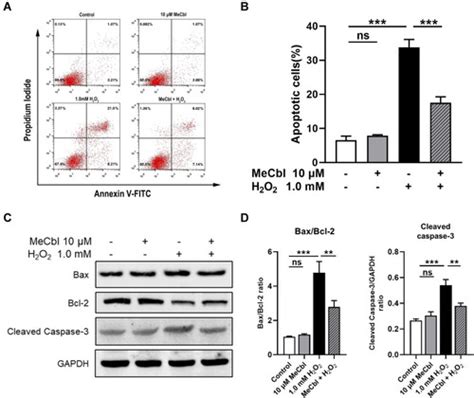 Full Article Methylcobalamin Protects Melanocytes From H2o2 Induced