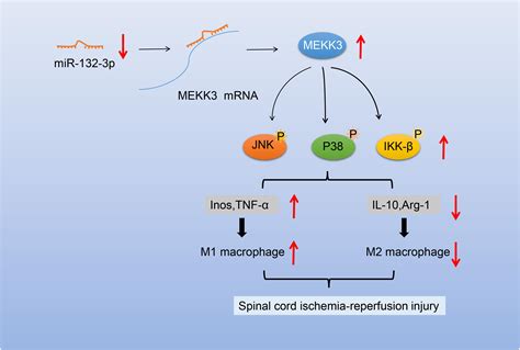 Frontiers MiR 132 3p Modulates MEKK3 Dependent NF κB and p38 JNK